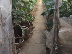 -马陆小张葡萄园农家乐