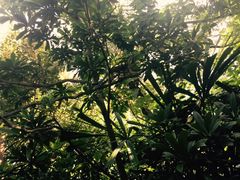 亚马逊漂流-河川生态园