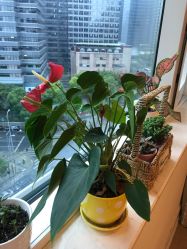 -久匠半永久纹眉