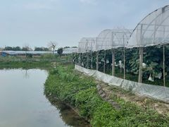 -马陆小张葡萄园农家乐