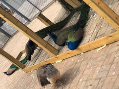 -长白岛森林公园