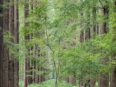 -黄海国家森林公园