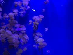 -迪拜水族馆及水下动物园