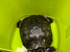 -爱侣宠医·鹦鹉专科·小型哺乳类·异宠专科(灵石路店)