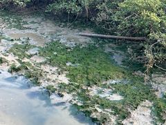 -北海金海湾红树林生态旅游区