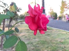 -枫林花海