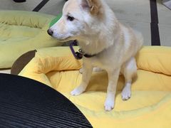 -逗柴咖啡屋·狗咖猫咖宠物桌游