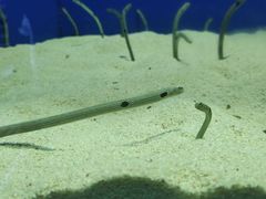 -上海海洋水族馆