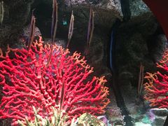 -暹罗海洋世界