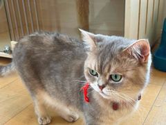 -Let's go狗咖·猫咖·奶狗·桌游(春熙路IFS店)