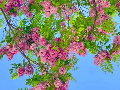 -海棠花溪(元大都城垣遗址公园)