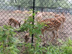 -北京麋鹿生态实验中心