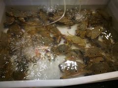 -三亚胜意海景酒店·海鲜自助餐厅(三亚湾路店)