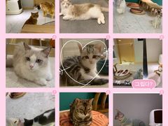 -飞行喵MR PILOT|猫舍·猫咖(静安大融城店)