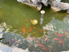 -呼吸森林·生态农庄农家乐私房菜