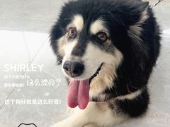 -中农国际动物医院24小时·猫科·骨科·急重症中心
