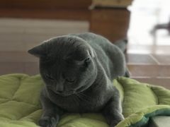 -Catmate·猫肥家润(金润铂宫店)