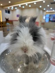 -Moni星球萌宠·小马宝莉·灵蛇·高端高阶全萌宠互动体验俱乐部(红豆国际广场店)