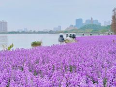 -顺峰山公园