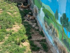 -西霞口神雕山野生动物世界