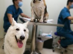 -康成宠物医院24H·CT·核磁共振