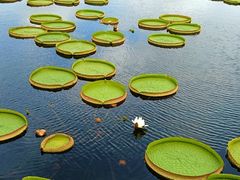 -荷塘月色湿地公园·向阳花洲