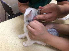 -艾贝尔宠物医院·狂犬免疫点(江山金象城店)