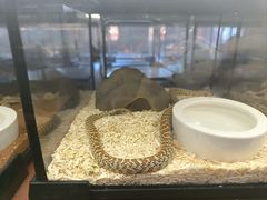 -帕帕拉兹宠物(亚洲旗舰店)