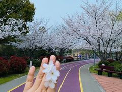 -贡湖湾湿地公园