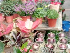 -曲阳花鸟市场(曲阳路店)