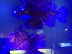 -梦幻海洋王国(吾悦广场张家港店)