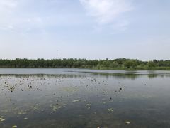 -溱湖国家湿地公园