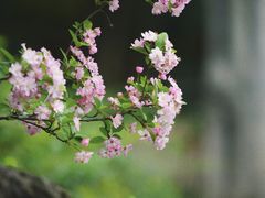 -成都杜甫草堂博物馆