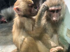 -西安秦岭野生动物园