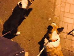 -北京恒爱动物医院(清景园分院)