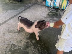 -深圳野生动物园