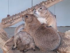 -大连森林动物园