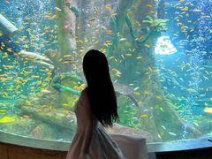 -合肥海洋世界