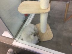 -猫冇咖·家门口的撸猫馆(大融城店)