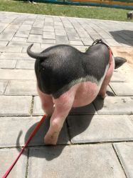 -上美四季动物农场