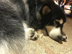 -more than meow吴止猫主题餐厅(承德 中船汇店)