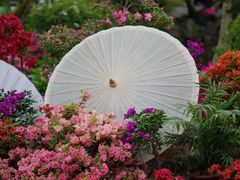 -上海醉白池公园