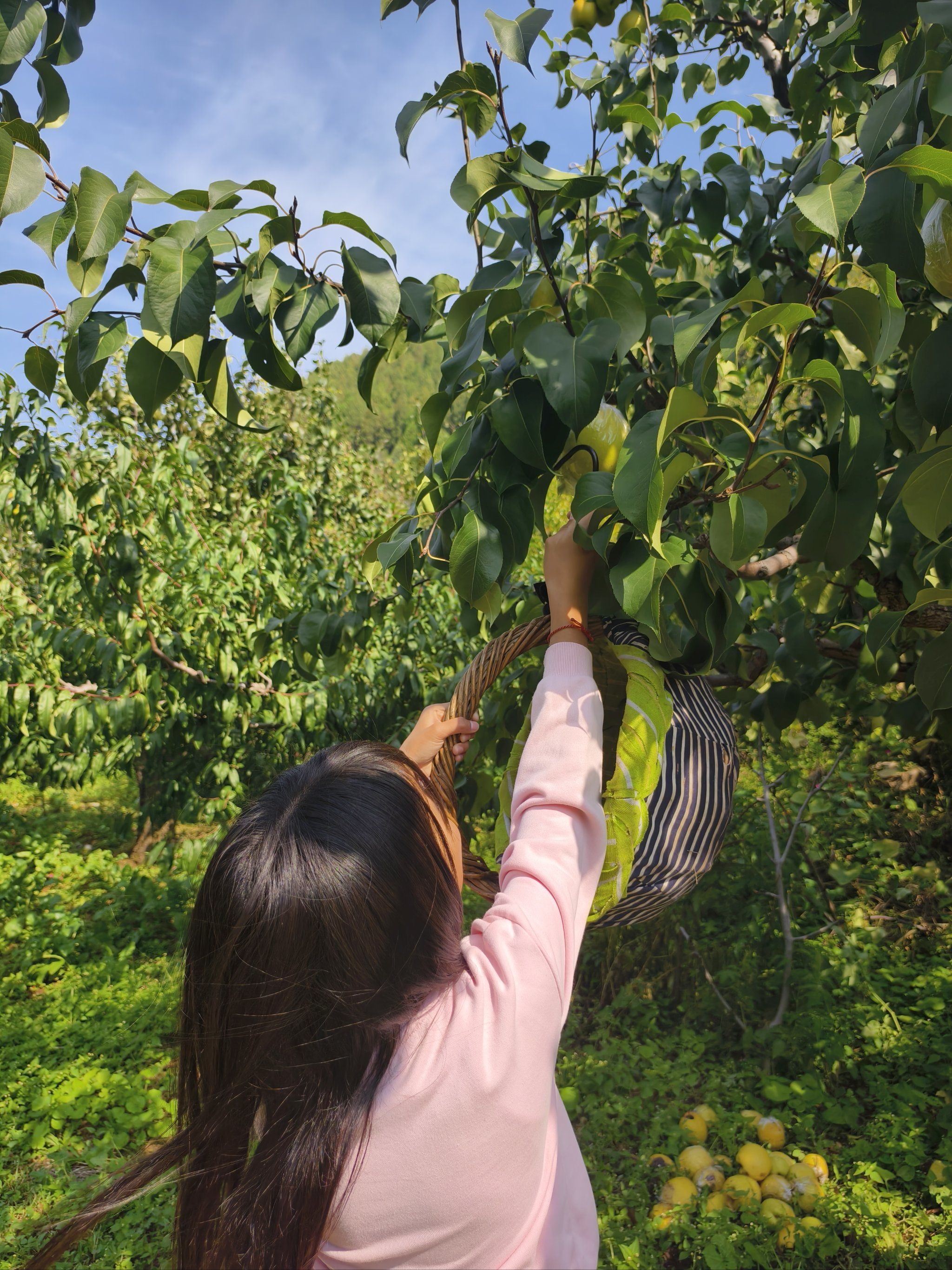 明媚果园采摘乐