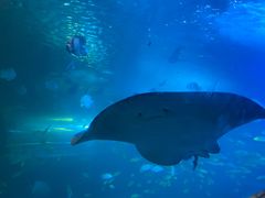 -太平洋海底世界