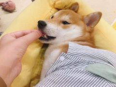 -逗柴咖啡屋·狗咖猫咖宠物桌游