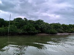 -东寨港红树林旅游区