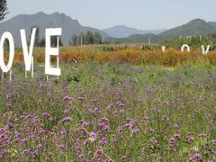 -北京东方普罗旺斯薰衣草庄园