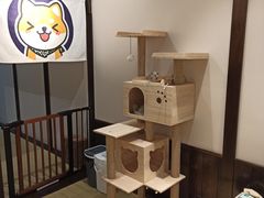 -逗柴咖啡屋·狗咖猫咖宠物桌游