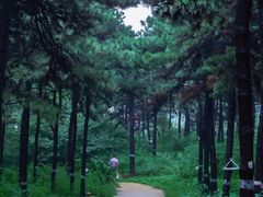 -北京西山国家森林公园