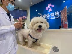 -全心全意连锁动物医院·微创中心·内科急重症·心脏专科(丰管路店)